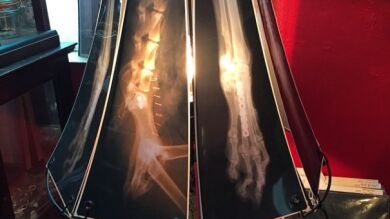 Una veterinaria de EEUU utiliza radiografías de animales para diseñar y crear lámparas