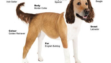 ¿Cuál es para ti el perro perfecto? Miles de británicos diseñan a base de cruces el can ideal