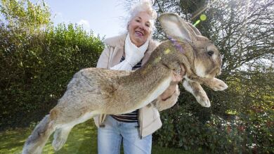 Darius es el conejo más grande del mundo, pesa 22 kilos pero su hijo Jeff amenaza su trono