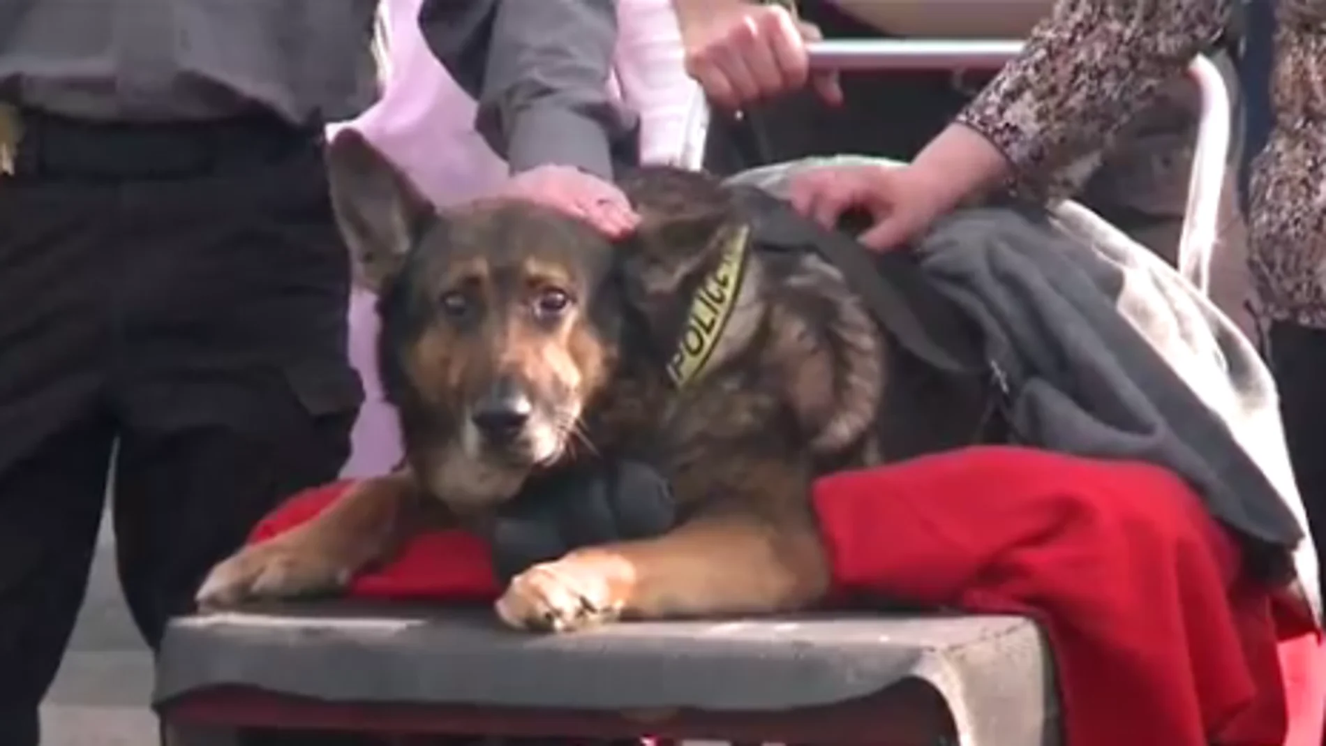 Zeus, el perro policía de Connecticut