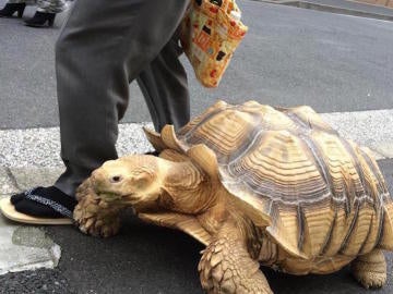 Una tortuga por la acera