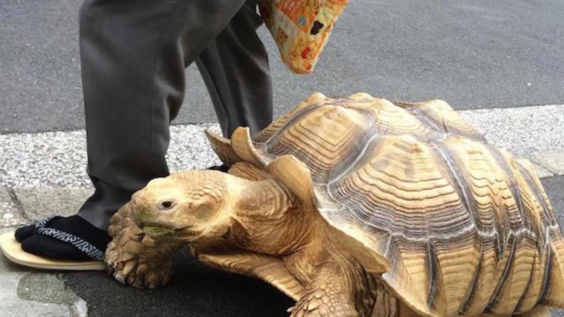 Una tortuga por la acera