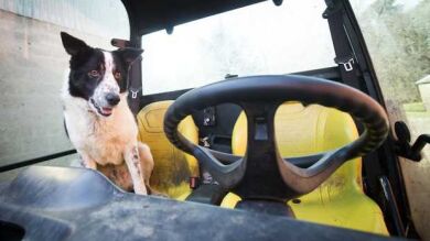 Un perro escocés al volante de un vehículo fuera de control causa pánico