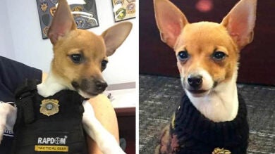 Spot, el perro policía más pequeño del mundo