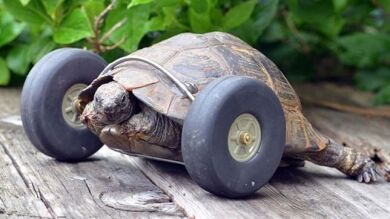Una tortuga de 90 años puede caminar gracias a estas prótesis