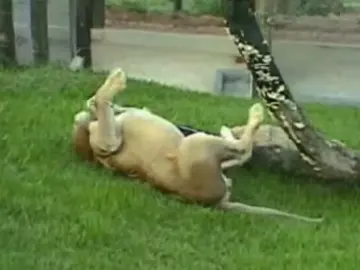 Will, un león que toca la hierba por primera vez después de 13 años  Will, un león que toca la hierba por primera vez después de 13 años