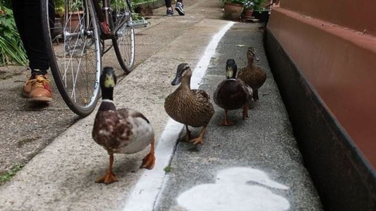 En Londres los patos tiene su propio carril para pasear