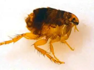 Pulga Pulga