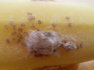 Una familia abandona su casa al creer haber encontrado huevos de la araña más venenosa del mundo
