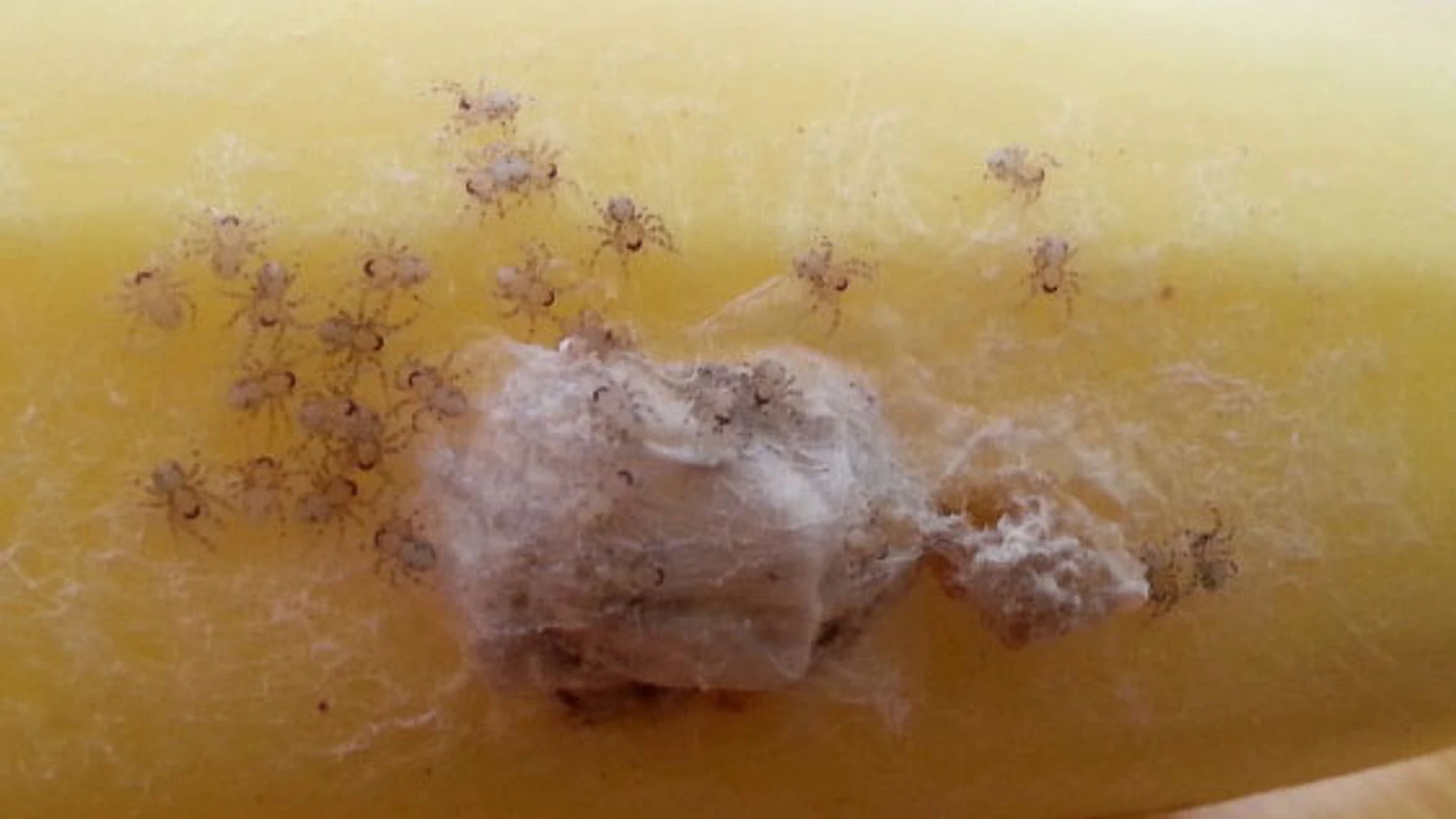 Una familia abandona su casa al creer haber encontrado huevos de la araña más venenosa del mundo