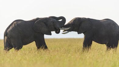 Un elefante mata a su guía y huye con tres turistas en el norte de Tailandia