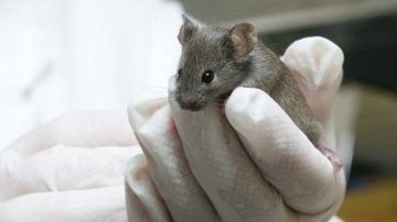 Ratón utilizado por científicos