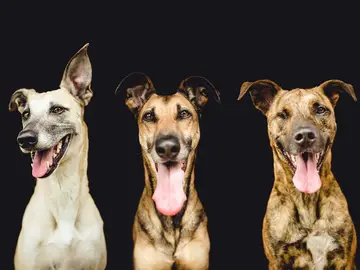 Perros adoptados Perros adoptados