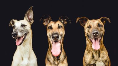 Famosos vietnamitas se unen en la lucha contra el aumento del consumo de carne de perro