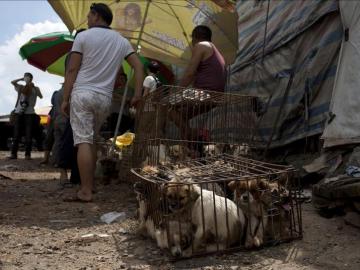 Una jaula llena de perros listos para ser vendidos en un mercado 