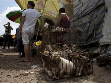 Una jaula llena de perros listos para ser vendidos en un mercado Una jaula llena de perros listos para ser vendidos en un mercado