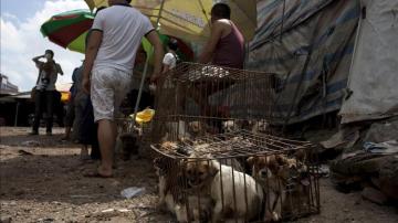 Una jaula llena de perros listos para ser vendidos en un mercado 