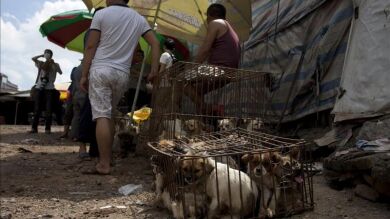 Activistas protestan en China contra el Festival de Carne de Perro