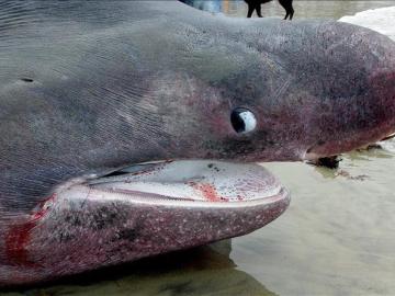 Ejemplar de tiburón peregrino, capturado en Australia.