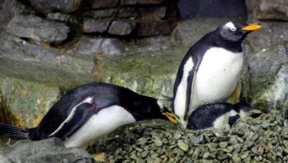 Ejemplares de pingüino Juanito