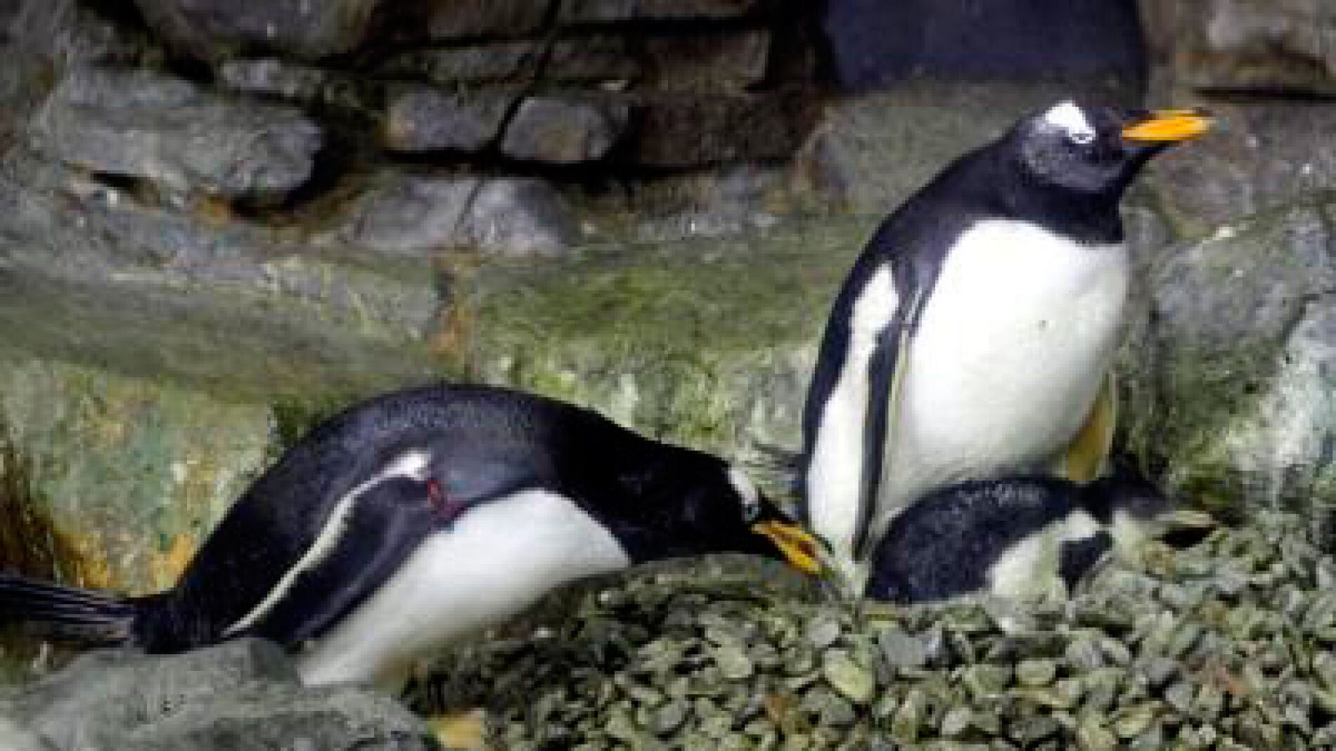 Ejemplares de ping&uuml;ino Juanito
