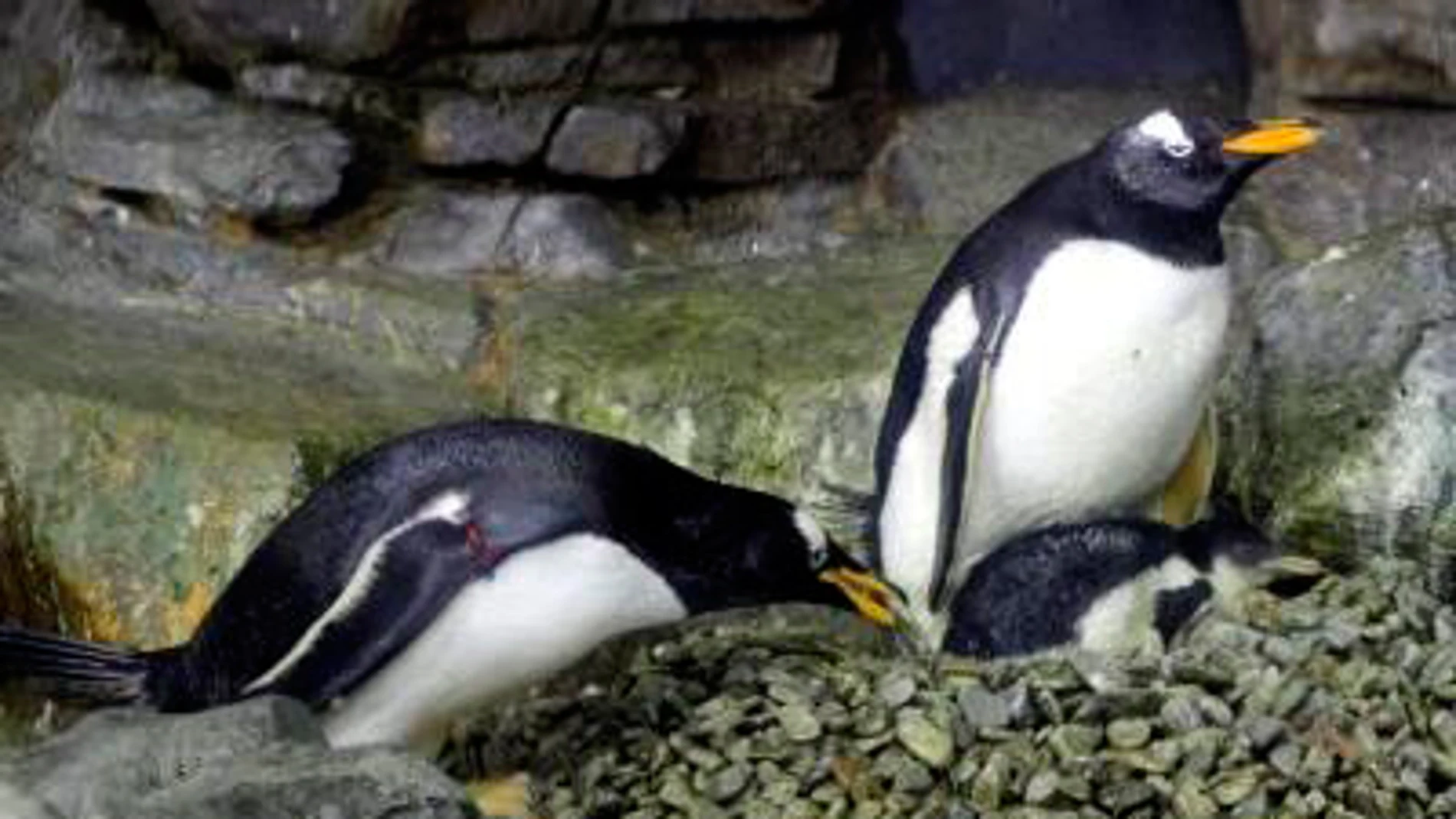 Ejemplares de pingüino Juanito Ejemplares de pingüino Juanito