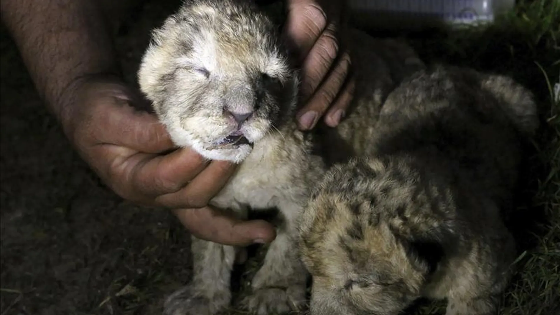 Dos cachorros de león, los últimos exiliados de Gaza Dos cachorros de león, los últimos exiliados de Gaza