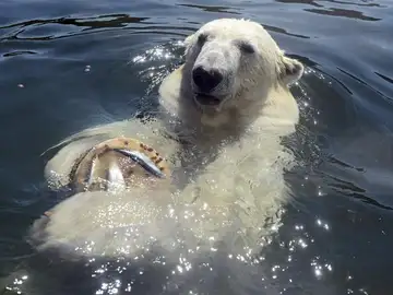 Un oso polar disfruta de un helado en el zoo Erlebniswelt en Gelsenkirchen (Alemania) Un oso polar disfruta de un helado en el zoo Erlebniswelt en Gelsenkirchen (Alemania)