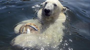 Un oso polar disfruta de un helado en el zoo Erlebniswelt en Gelsenkirchen (Alemania)