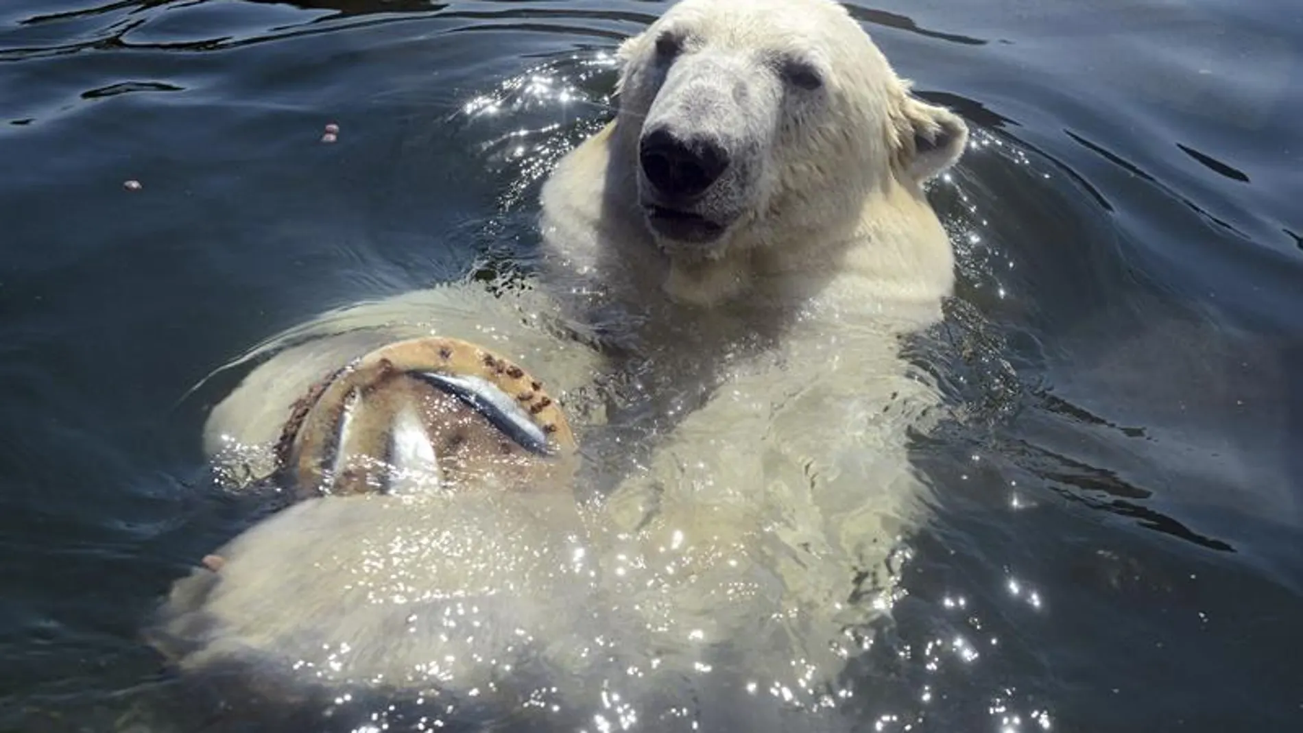 Un oso polar disfruta de un helado en el zoo Erlebniswelt en Gelsenkirchen (Alemania) Un oso polar disfruta de un helado en el zoo Erlebniswelt en Gelsenkirchen (Alemania)