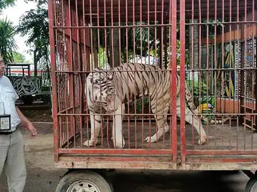 Tigre en México Tigre en México