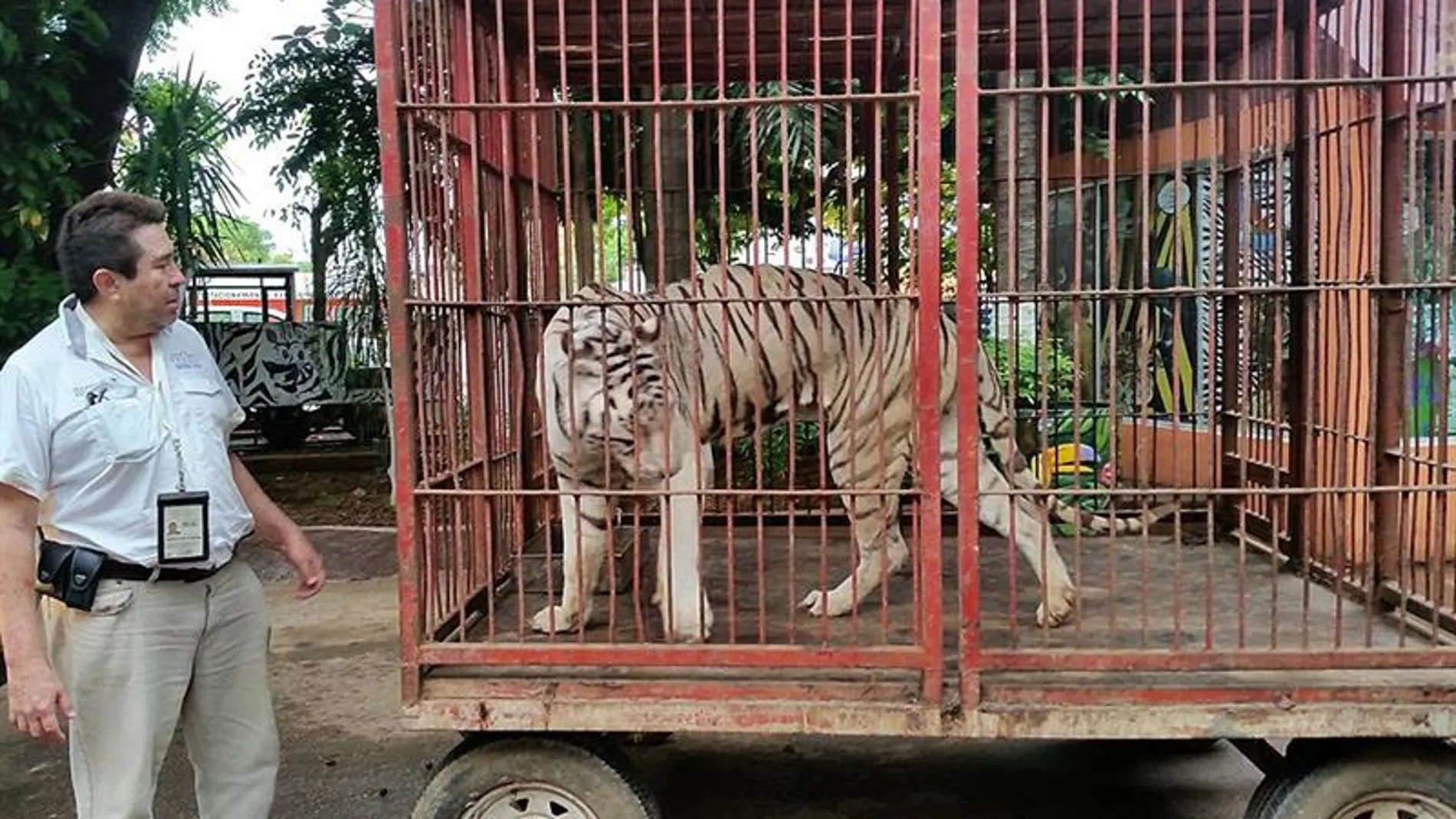 Tigre en México Tigre en México