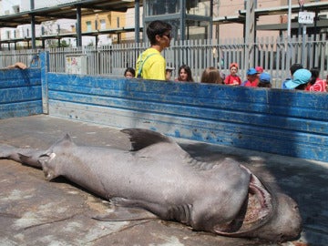 La tintorera encontrada en Canet de Mar