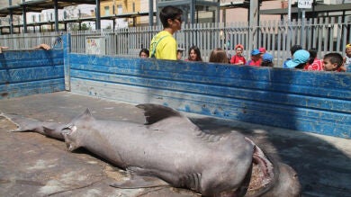 Aparece muerto un ejemplar de tiburón en la playa de Canet de Mar (Barcelona)