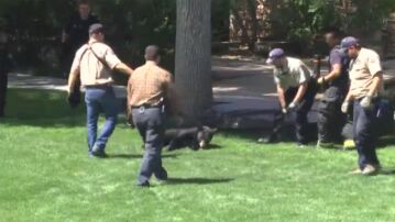 Un osos se cuela en el campus universitario de Colorado