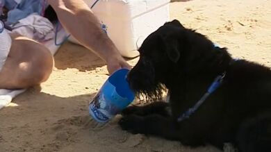 La prohibición de entrar con perros en las playas andaluzas divide a los bañistas