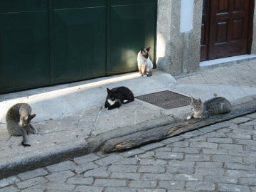 Los gatos callejeros son responsables de la desaparición de especies autóctonas