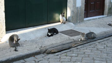 Los gatos callejeros son responsables de la desaparición de especies autóctonas