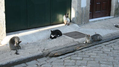 El Gobierno australiano quiere acabar con dos millones de gatos callejeros en cinco años