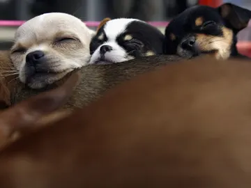 Perros durmiendo Perros durmiendo