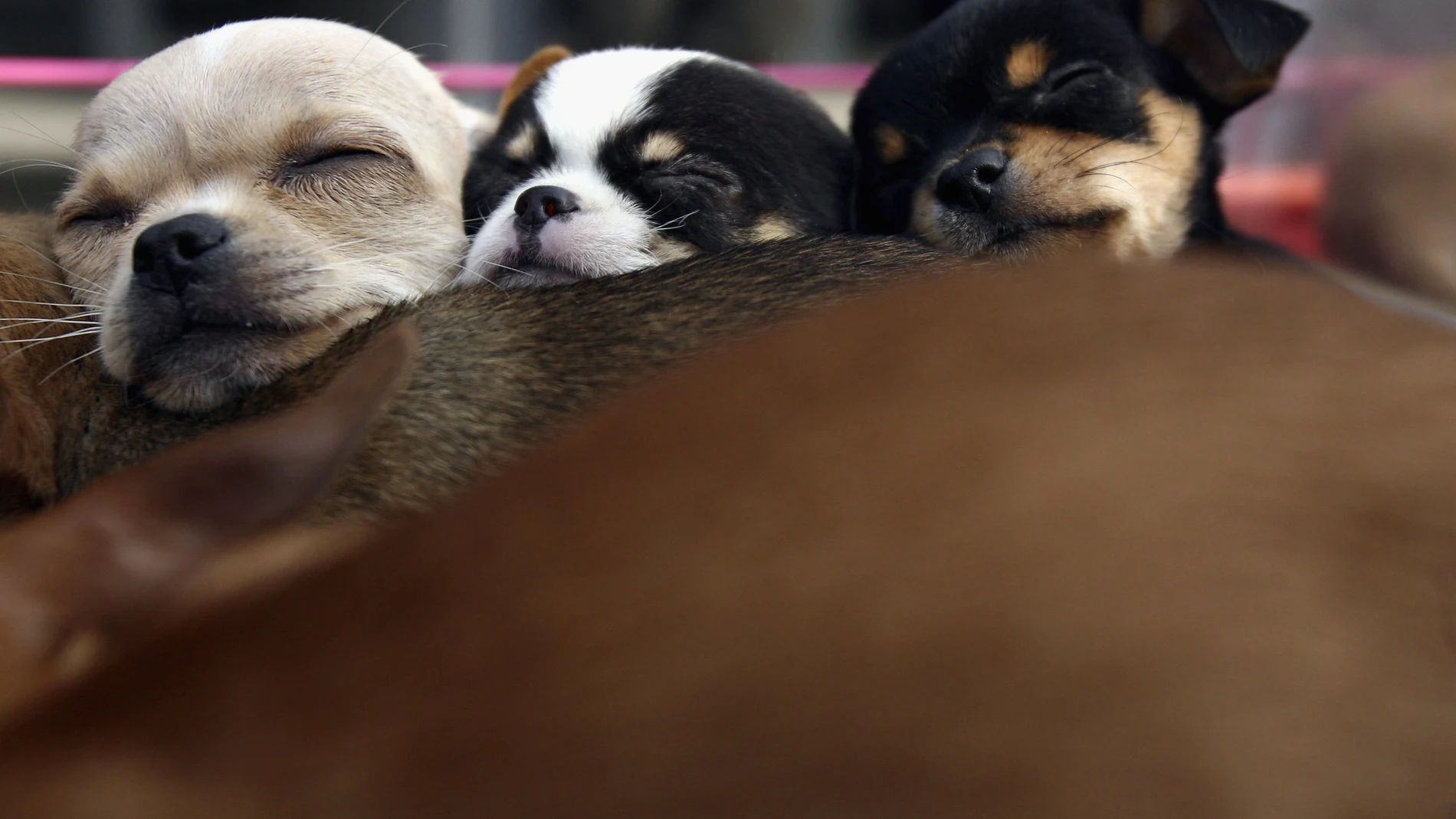 Perros durmiendo Perros durmiendo