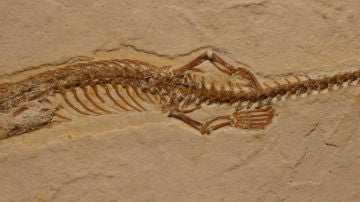 El fósil hallado en Brasil mide 19,5 cm de largo