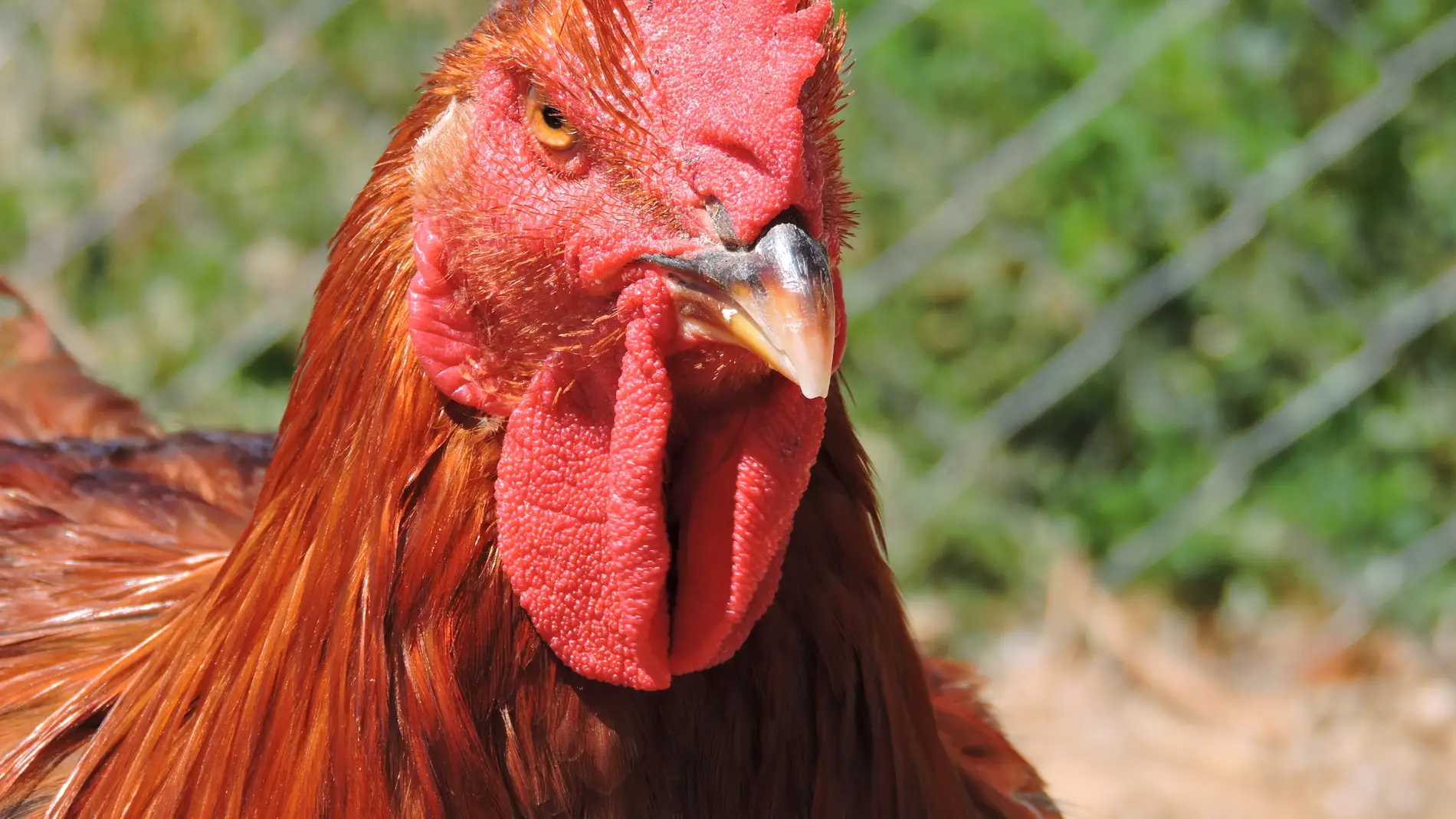 pollo_ecologico