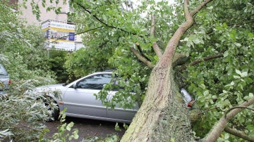 Un árbol caído sobre un coche en Holanda