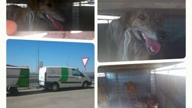 Acusan a varios empleados de RESUR de dejar a perros a más de 50º dentro de un furgón