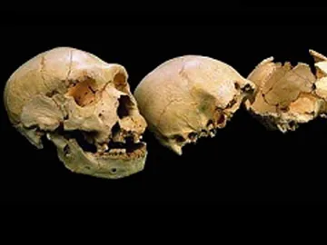 Evolución humana Evolución humana