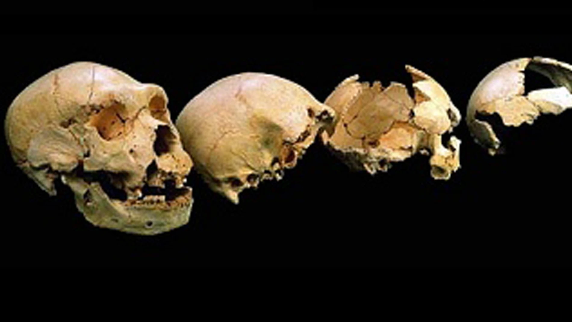 Evolución humana Evolución humana