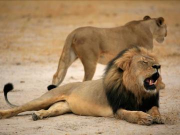 Más de 160.000 personas piden la extradición del asesino del león 'Cecil'