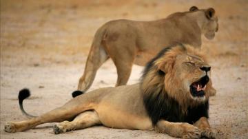 Más de 160.000 personas piden la extradición del asesino del león 'Cecil'