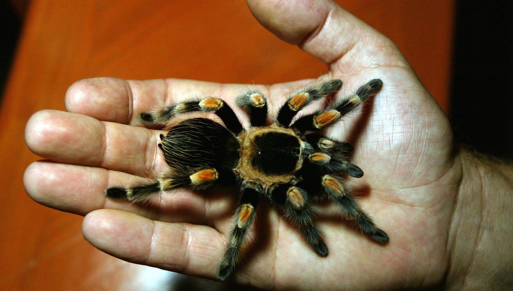 Una tarántula mexicana de patas rojas